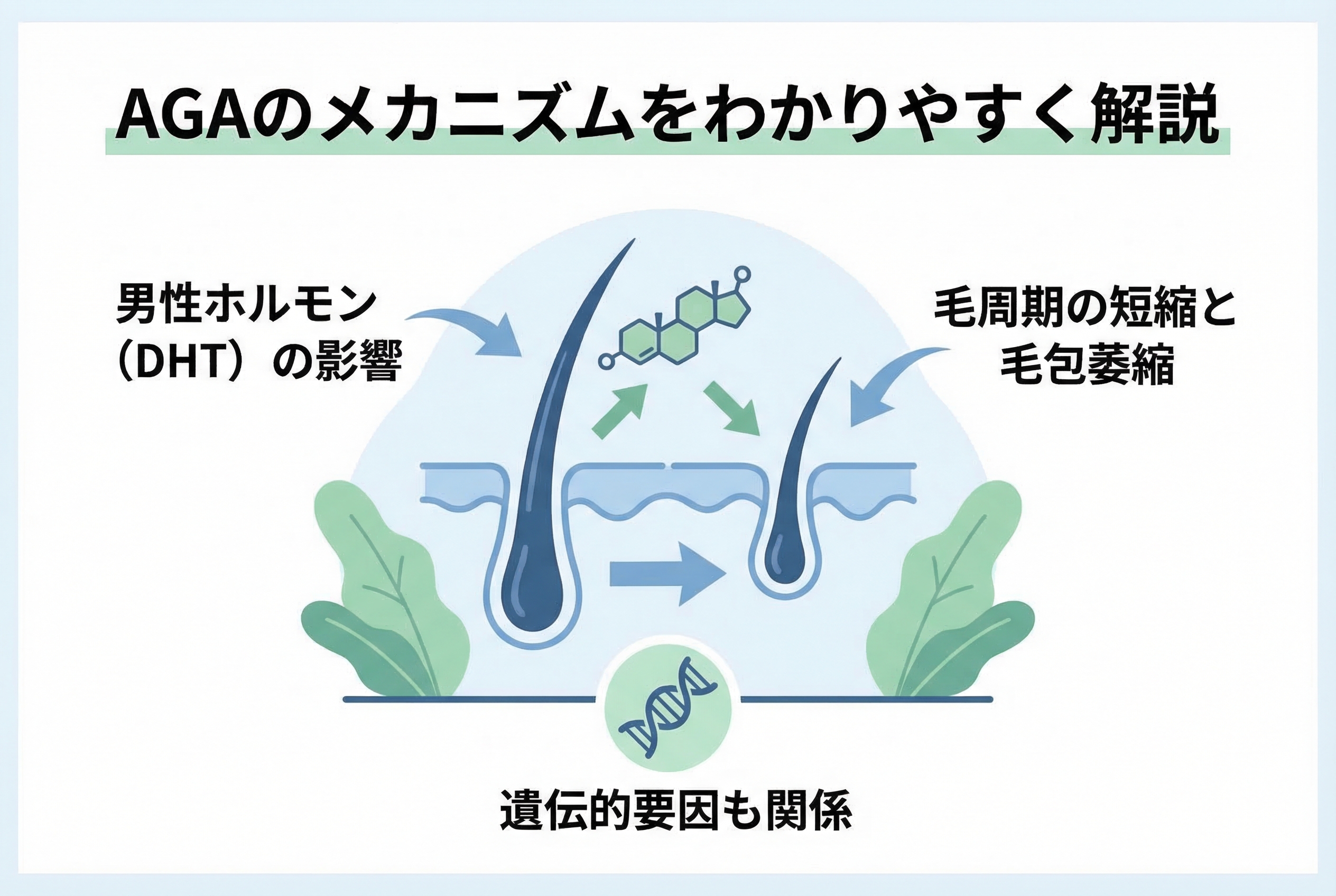 AGAのメカニズムと薄毛が進行する仕組み